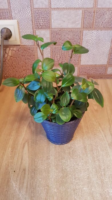 Пеперомия в горшке