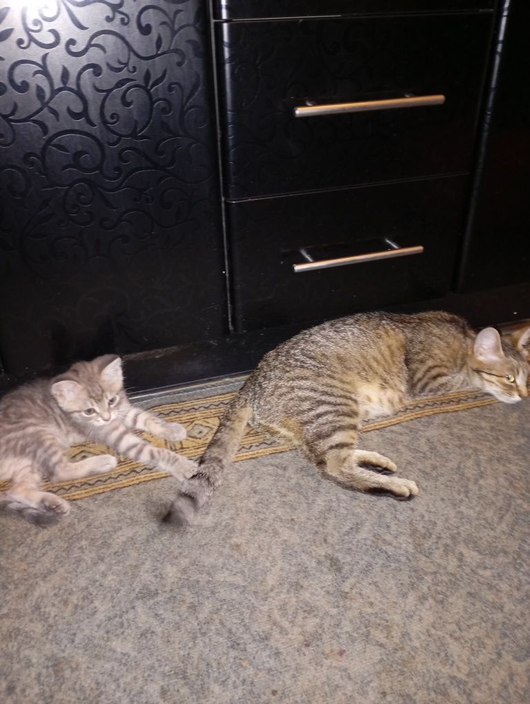 Кошка с котятами ищет дом
