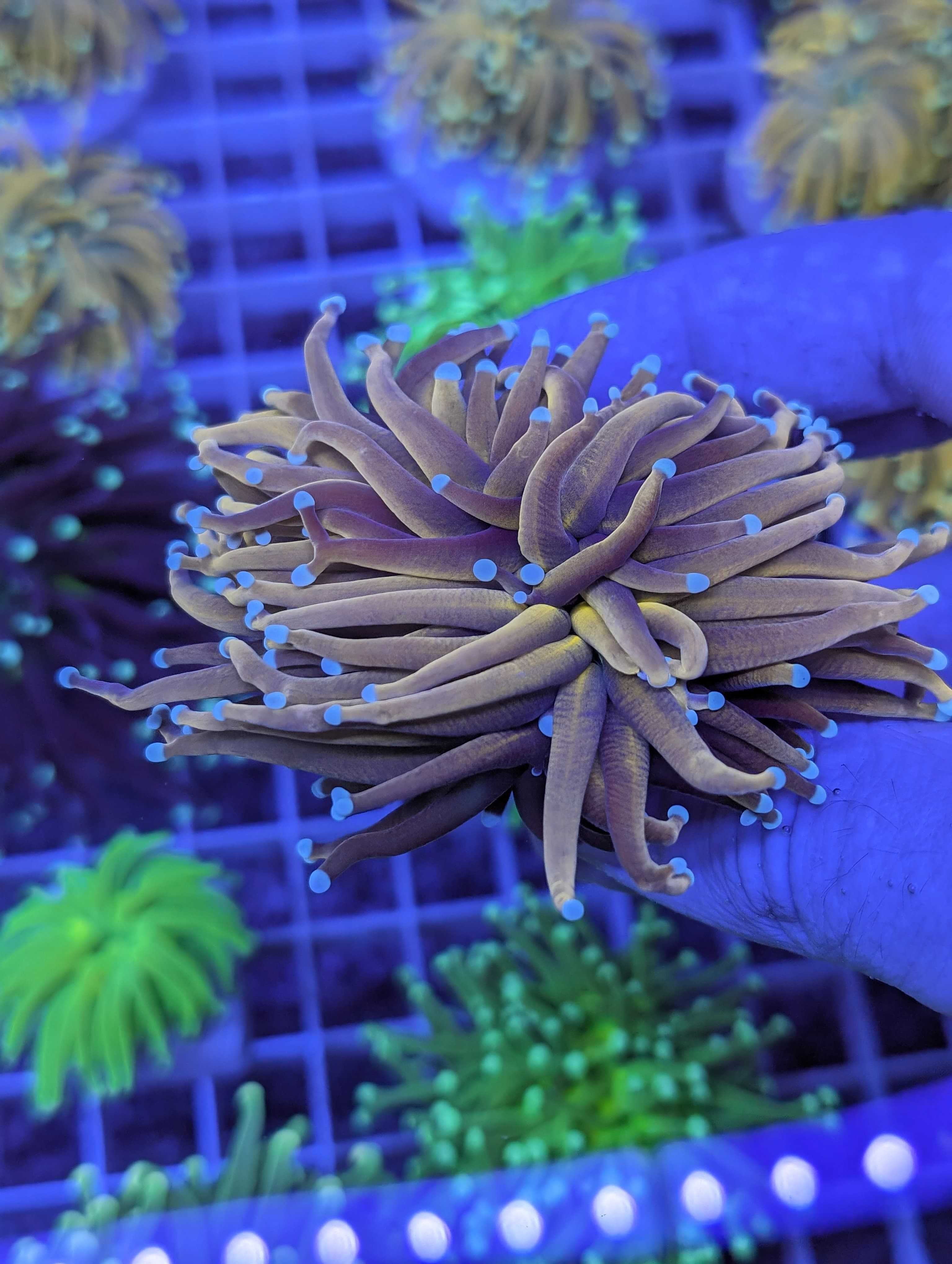 Koralowiec Euphyllia Gold WYSIWYG #R4M2