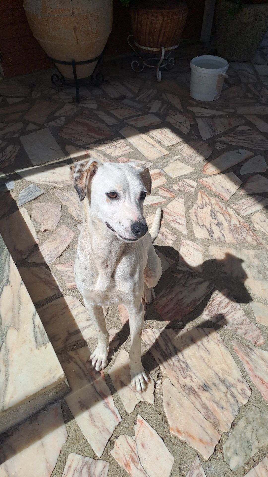 Cão para adoção com cerca de 1 ano
