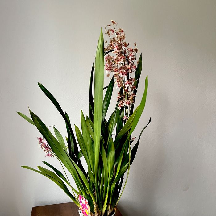 Sprzedaż storczyków cambria