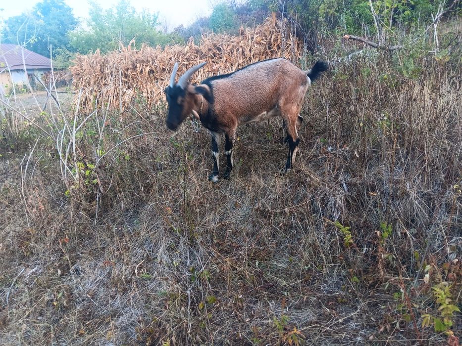 Продам козочку  первокотка