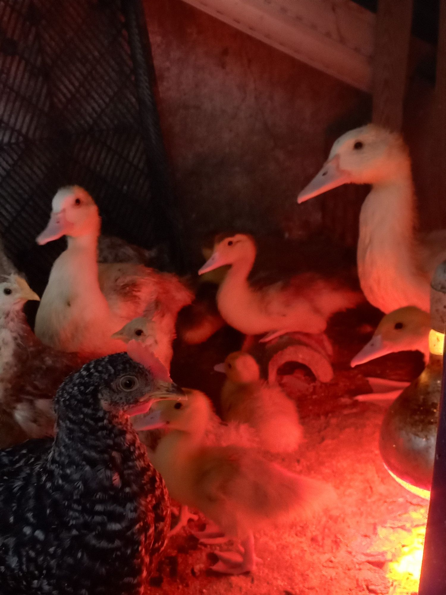 Patos com 2 semanas