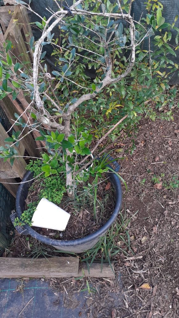 Plantas e árvores