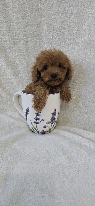 Maltipoo carmelowy chłopczyk