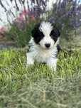 Cudowna suczka border collie ZKwP FCI po Grand Championie PL