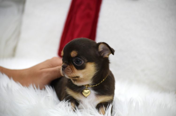 Cudna  Mini Chocolate Tan suczka  Chihuahua