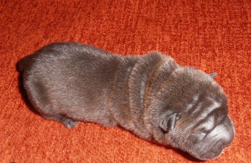 Bebé sharpei ruguinhas