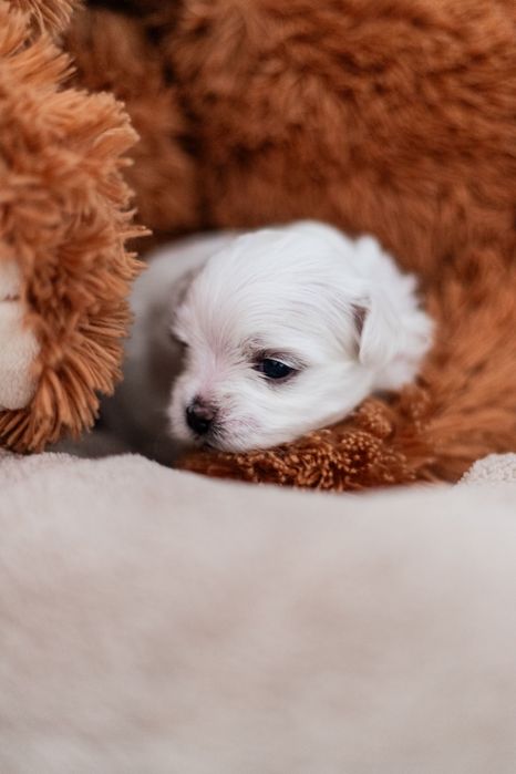 Maltańczyk z rodowodem i chipem - rezerwacja