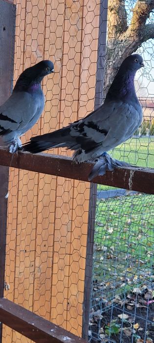 Berlińskie Krótkodziobowe