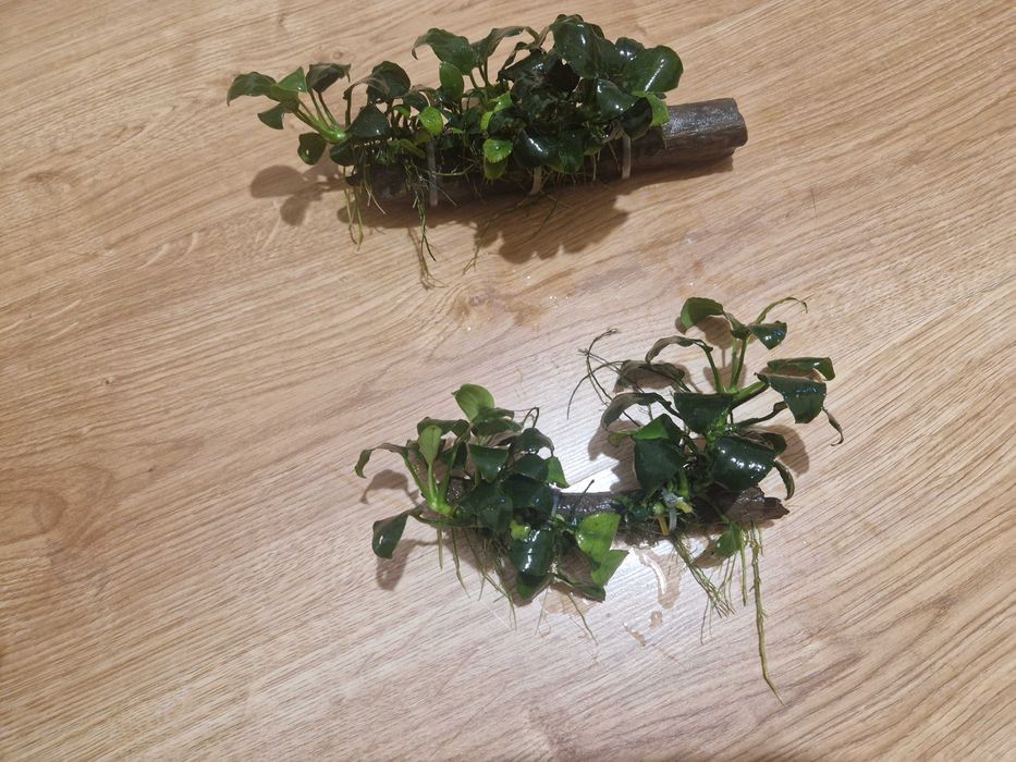 Anubias na kawałku drewna