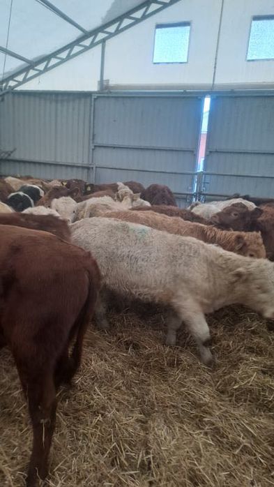 Sprzedam cielaki mięsne Cała Polska