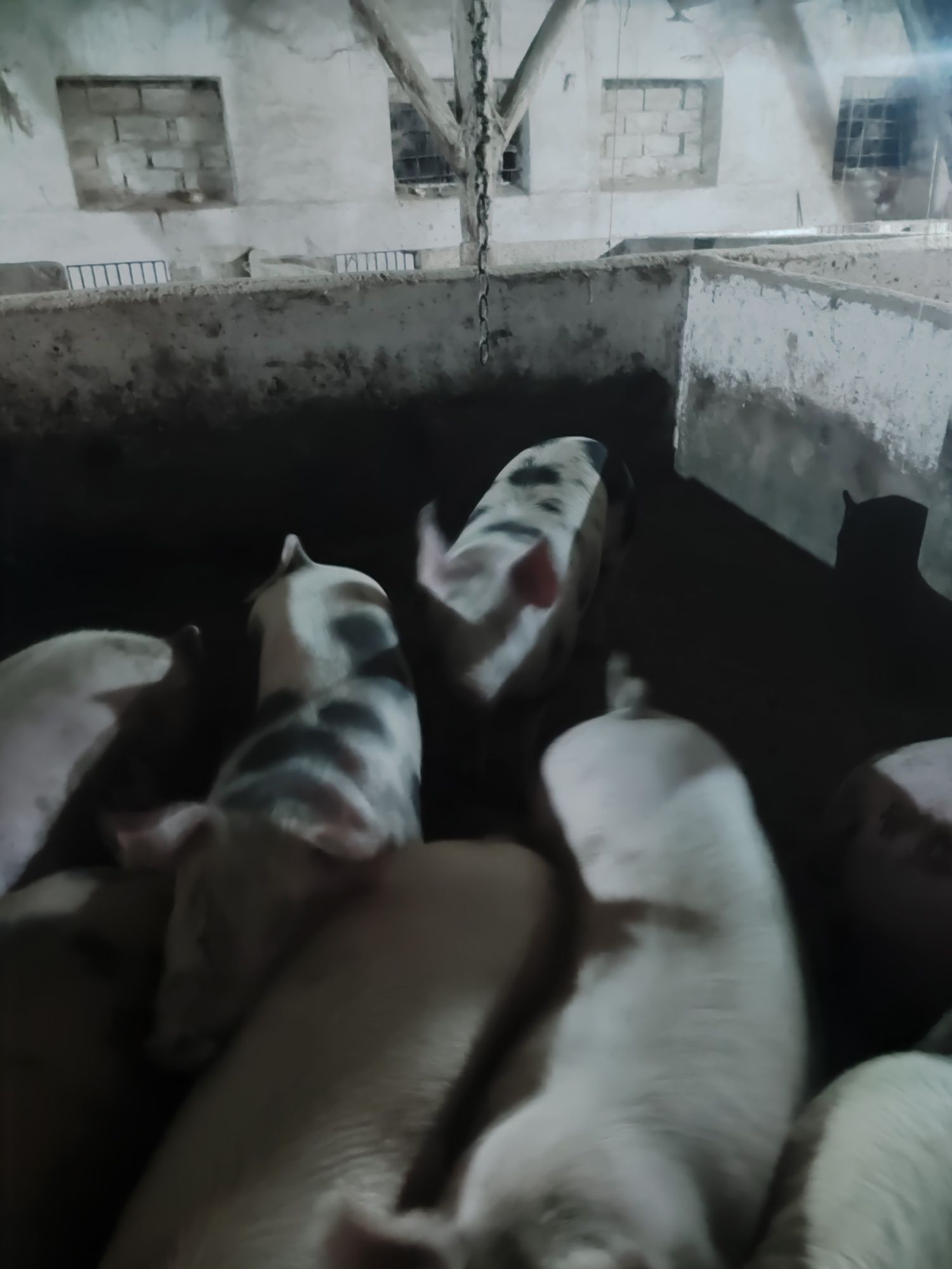Продам свині жива або бита