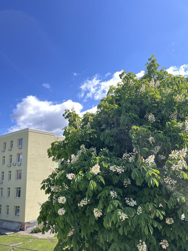 Однокімнатна квартира в центрі