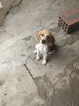 Beagle fêmea pura
