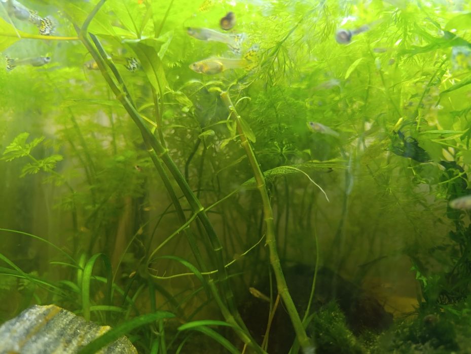 Rośliny do akwarium tanio