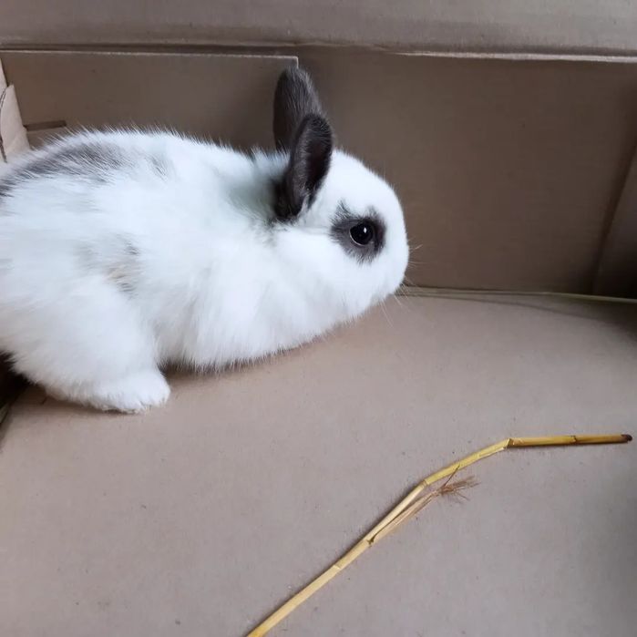 Декоративні кролики