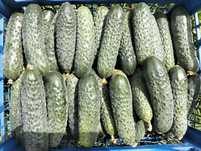 Продам домашні огірки