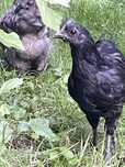 Kogutki Ayam Cemani