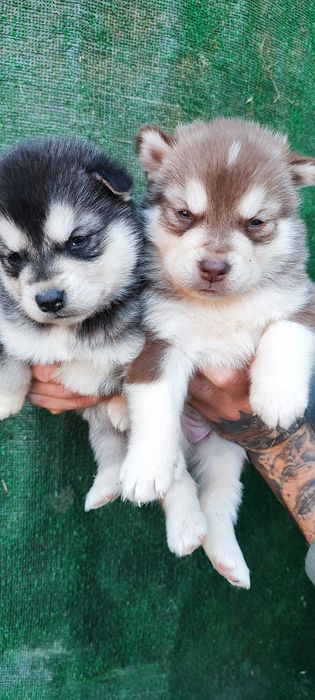 Гарні породні хаскі