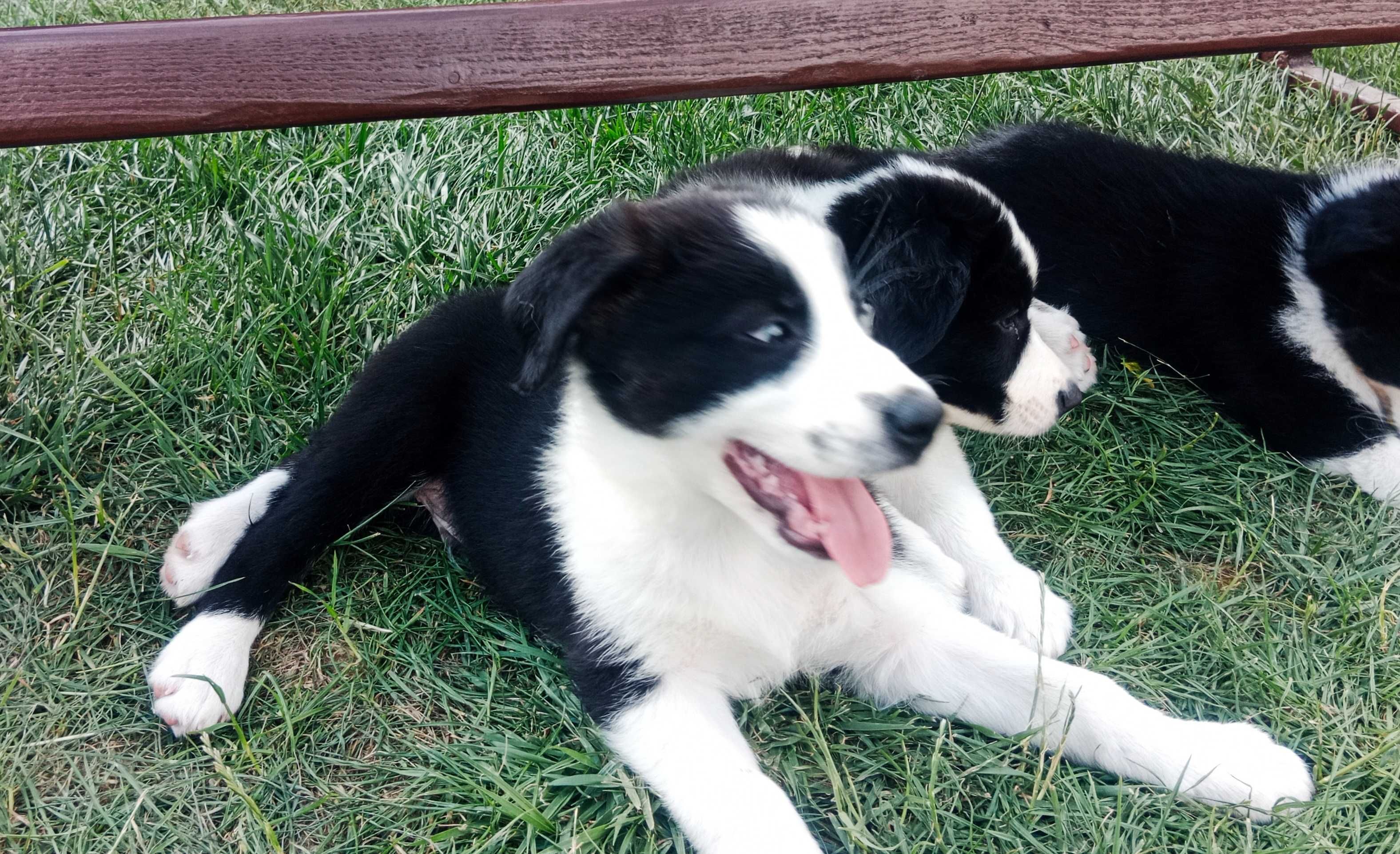 Border Collie piesek