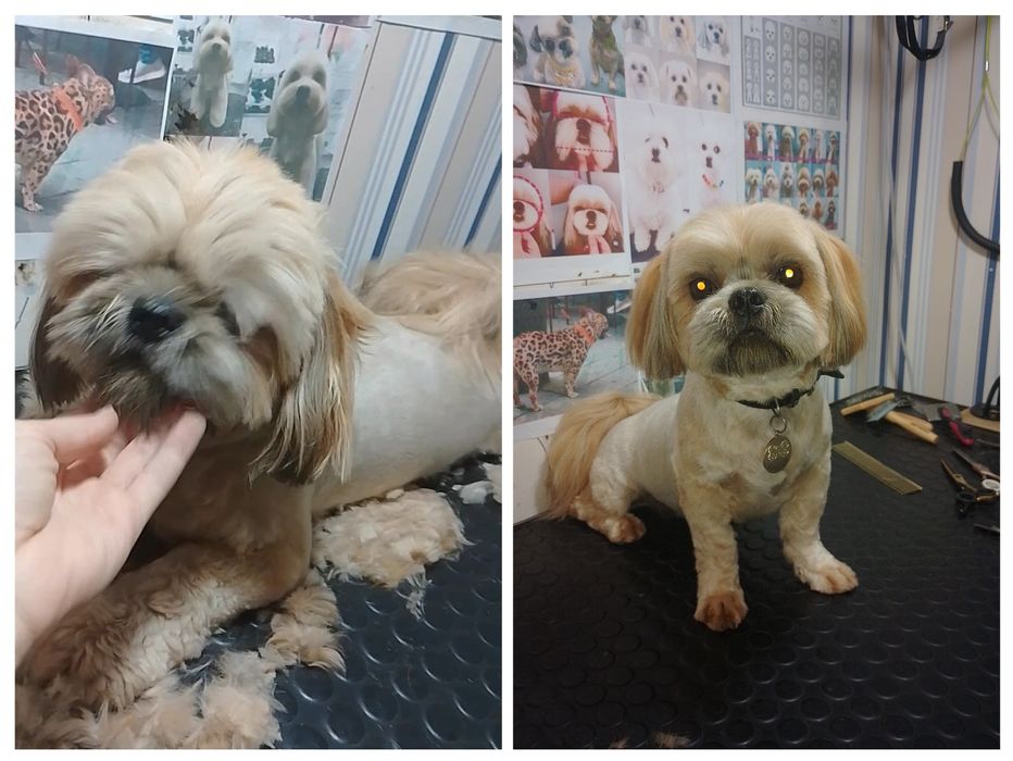 Груминг, стрижка собак