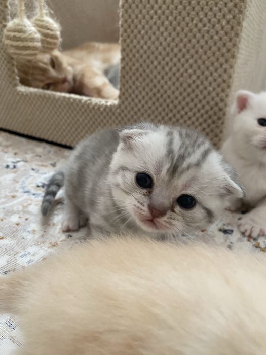 Британські та шотланські кошенята