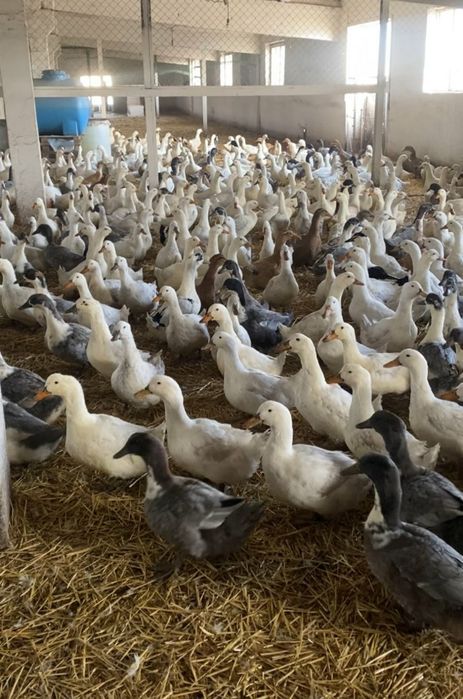 Інкубаційне яйце качки