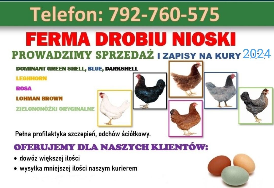 Kury nioski ROSA Leghorn Lohman Sandy Greenshell z jajkiem