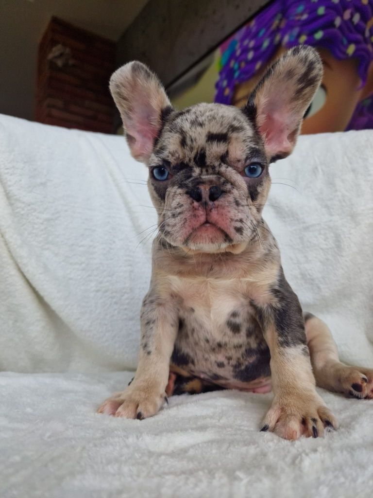Buldog Francuski- Piesek  Blue Merle Tan