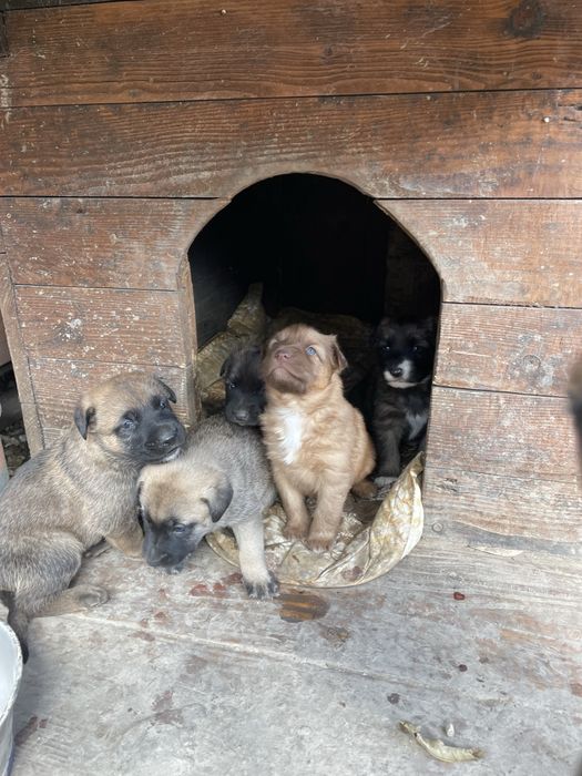 Oddam w dobre rece szczeniaki