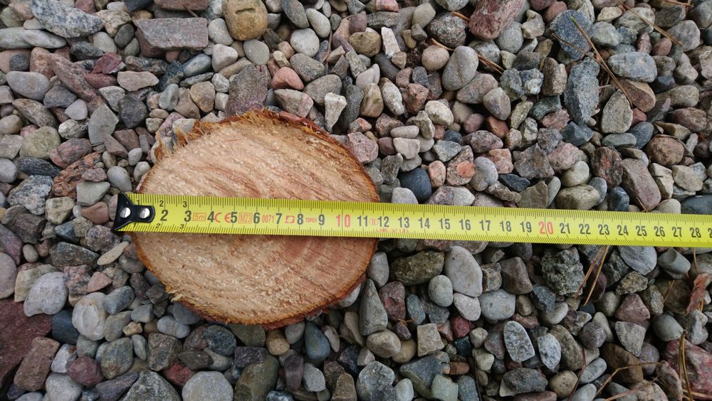 Plastry drewna, krążki drewniane na stroiki i dekorację