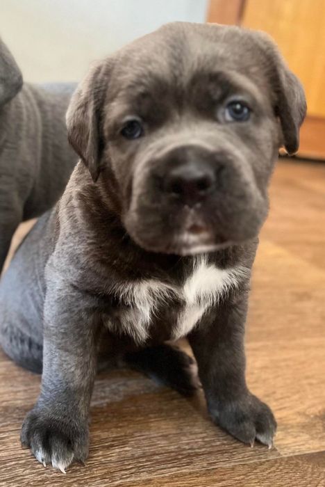 Щенки  Кане корсо