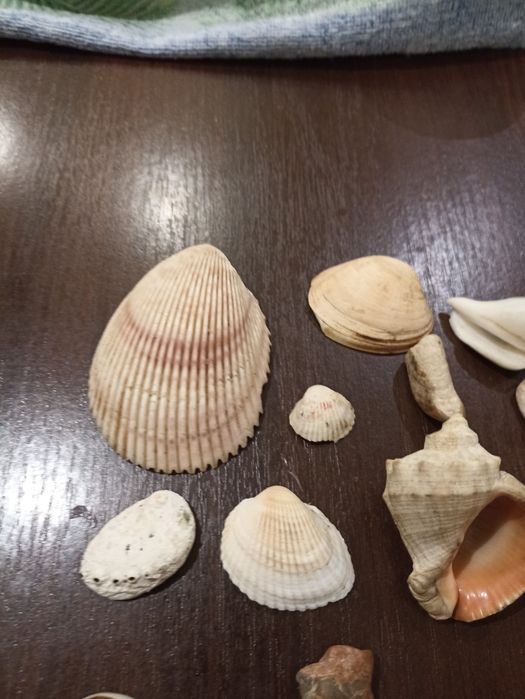 Продам ракушки для аквариума