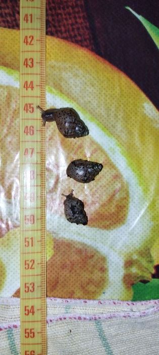 Продам равликів Ахатини