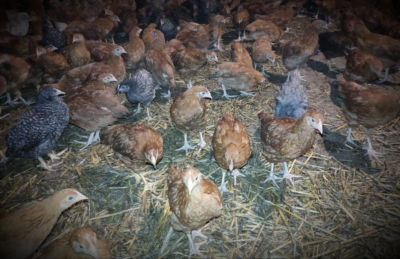 KURY NIOSKI Rosa Leghorn Dominant