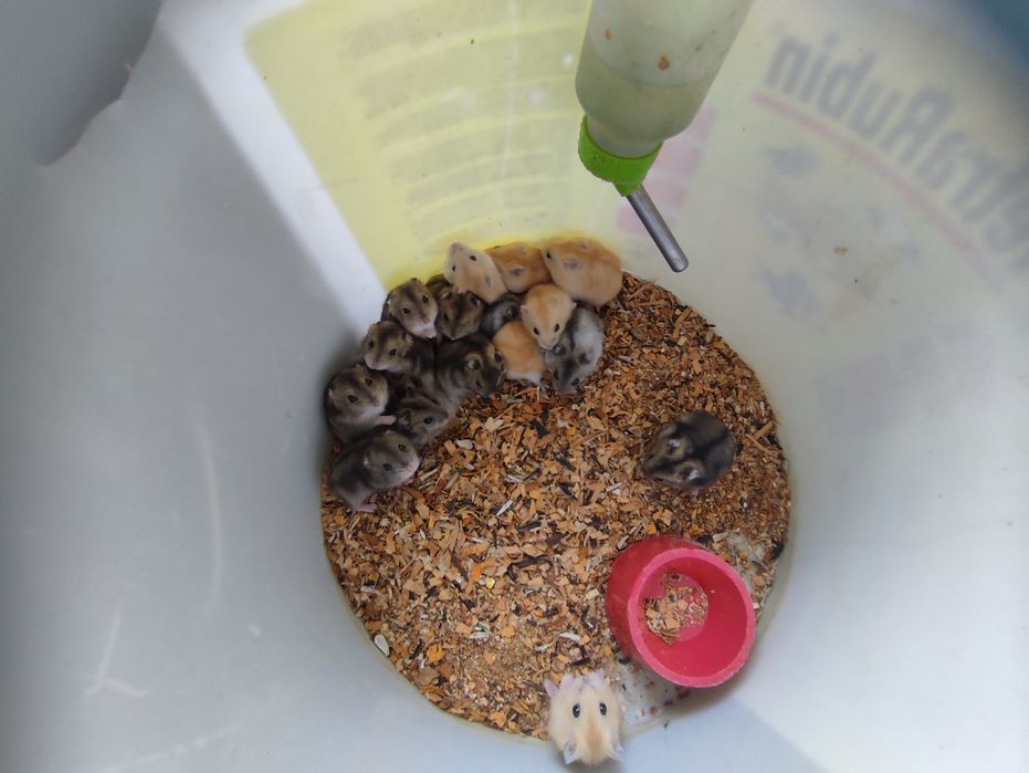 хомяки джунгарики