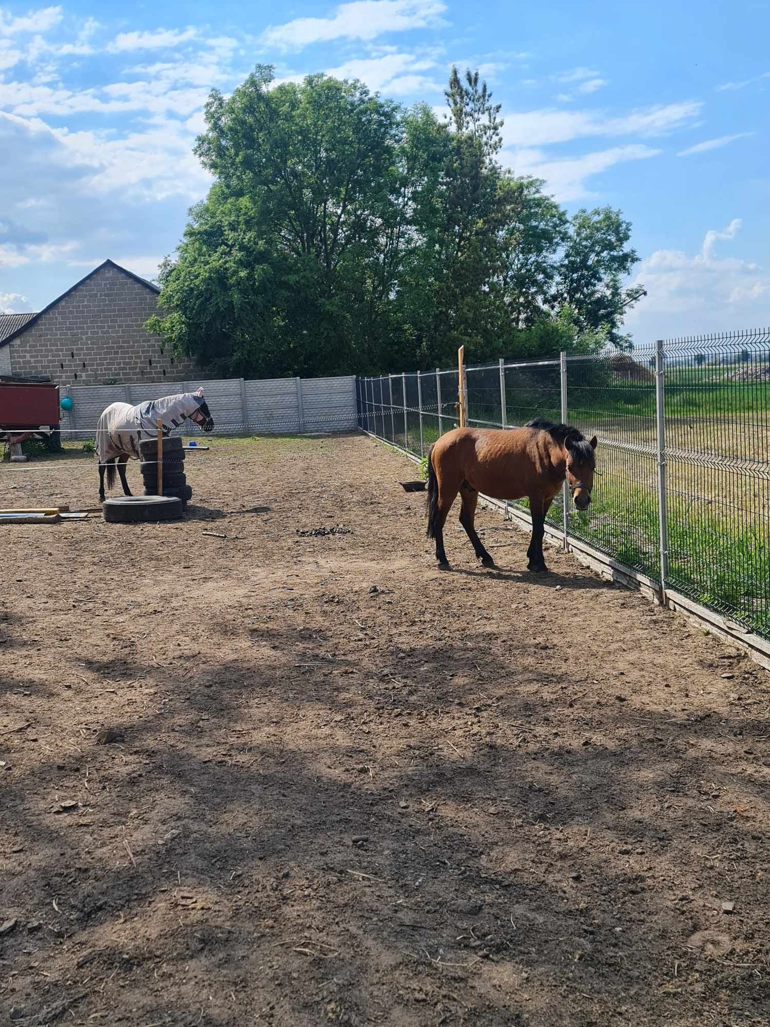 Maly koń/ kuc pół hucuł