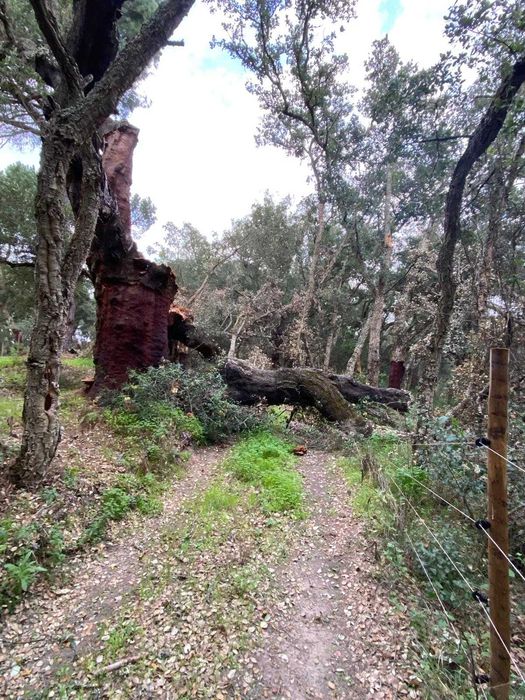 Corte e poda de árvores