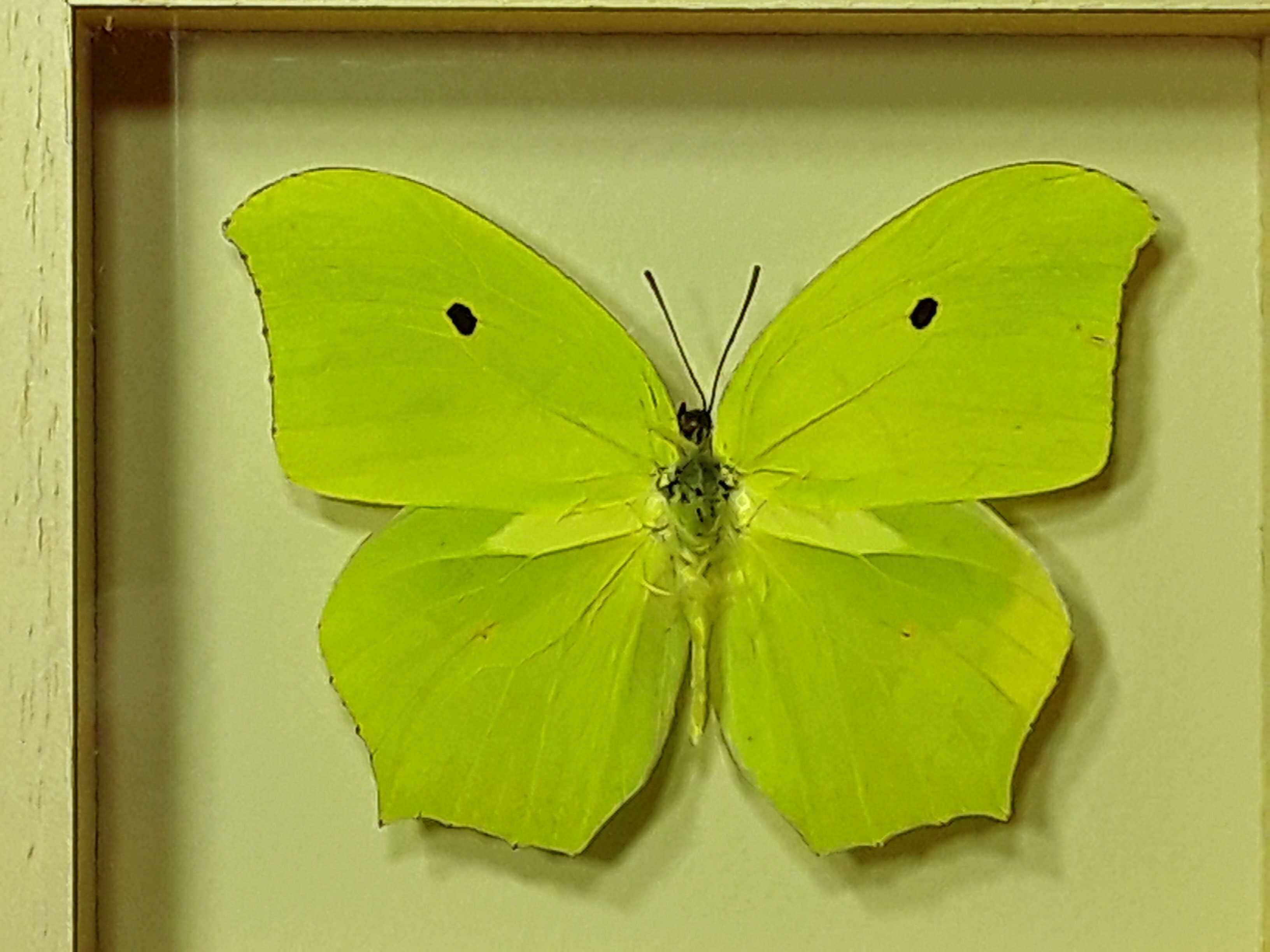 Motyl w ramce 12 x 10 cm . Anteos maerula 80 mm .