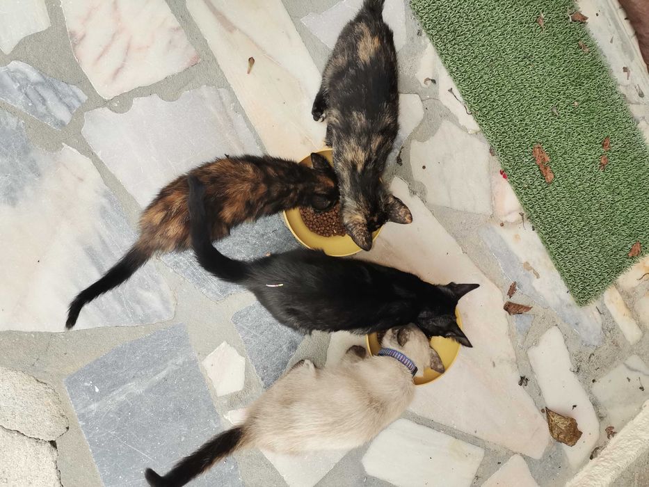 Gatinhos para adopção