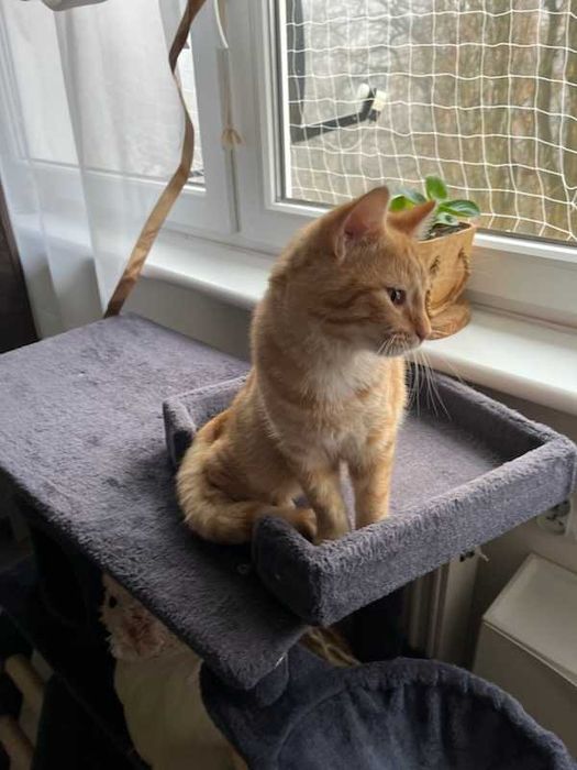 Szukamy ciepłego domku dla kocurka