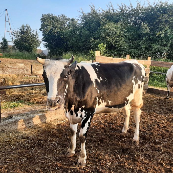 Sprzedam jałówki wysokocielne