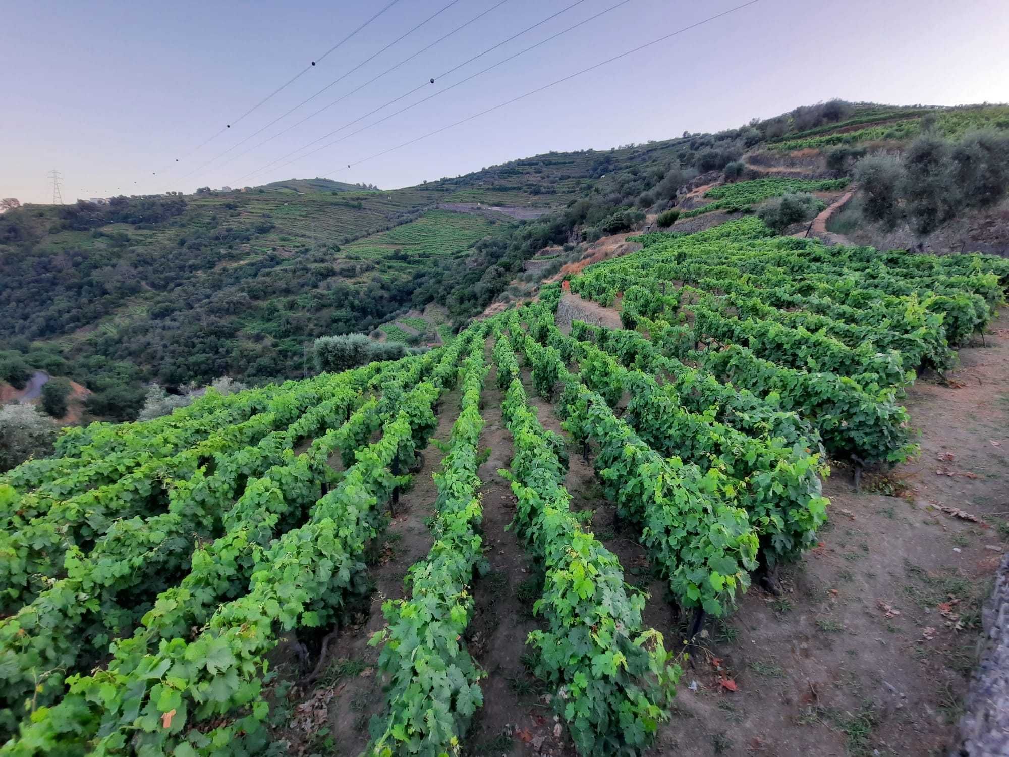 Vinha no Douro (Santa Marta de Penaguião)