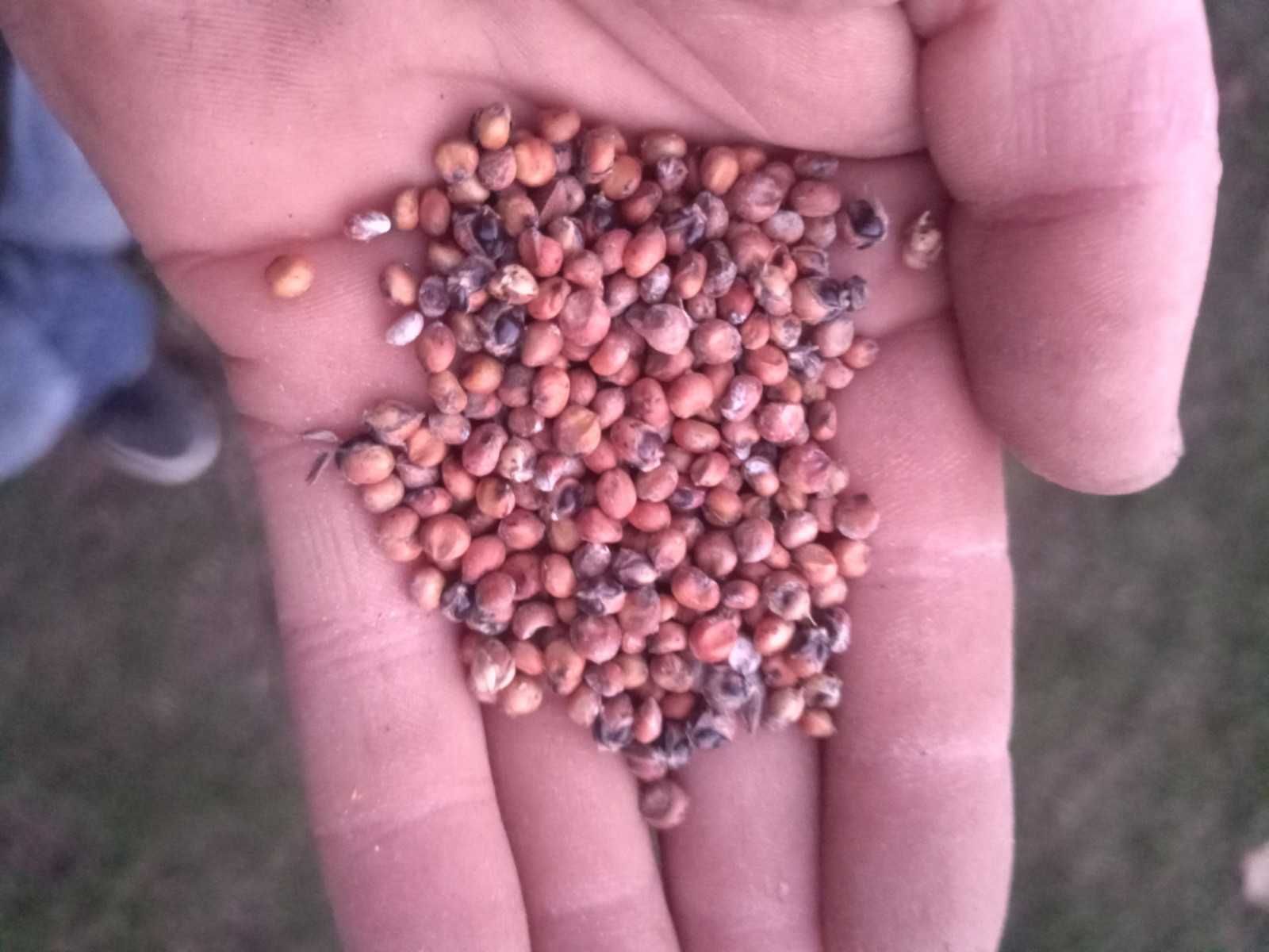 Sorgo karma dla gryzoni, kur, papug, przepiórek, gołębi, przepiórek