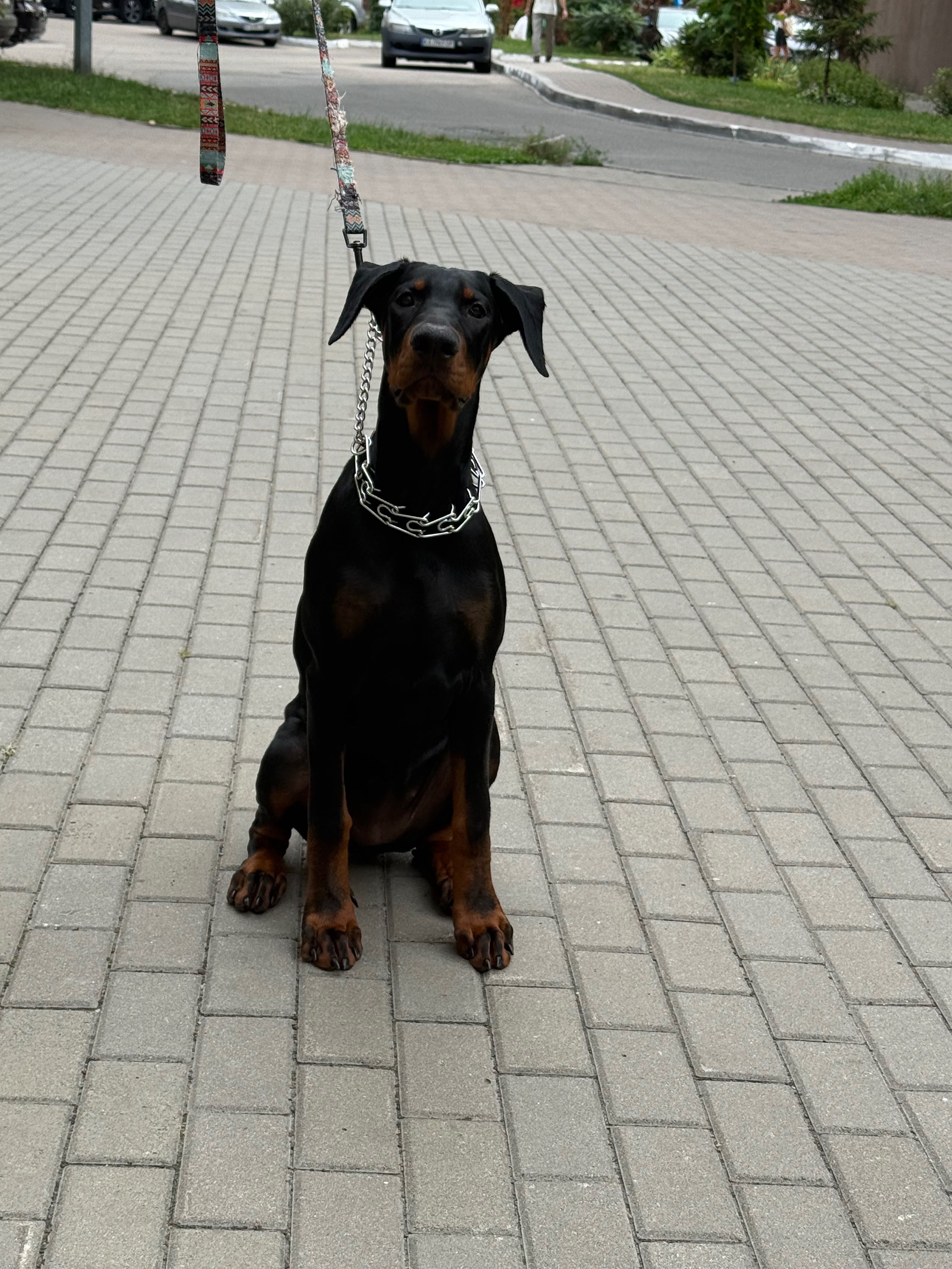 Доберман самка, цуцик 5 місяців