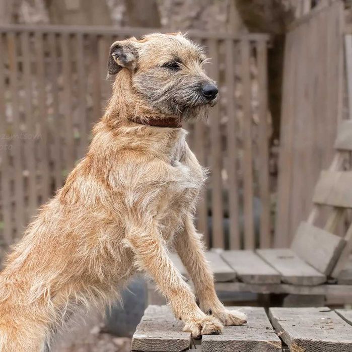 Справжня Бендерочка шукає родину