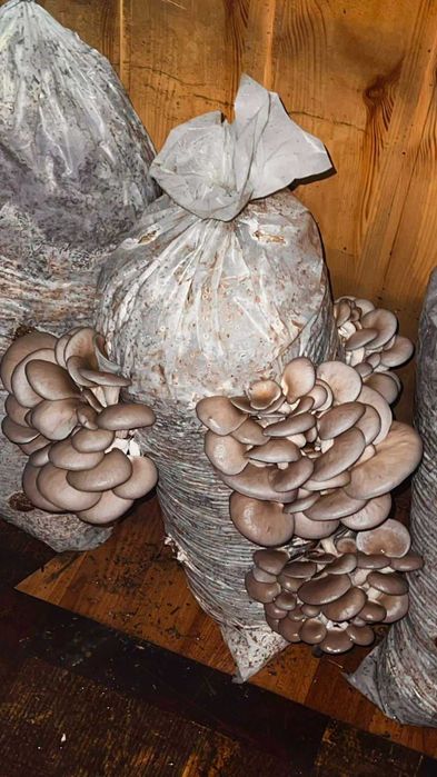 Свіжі Гриби Глива(вешенка)