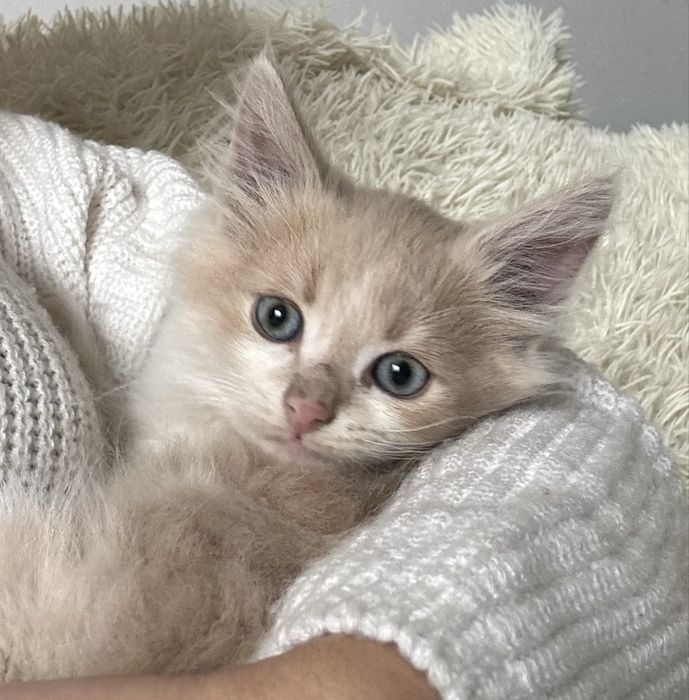 Кошення в добрі руки