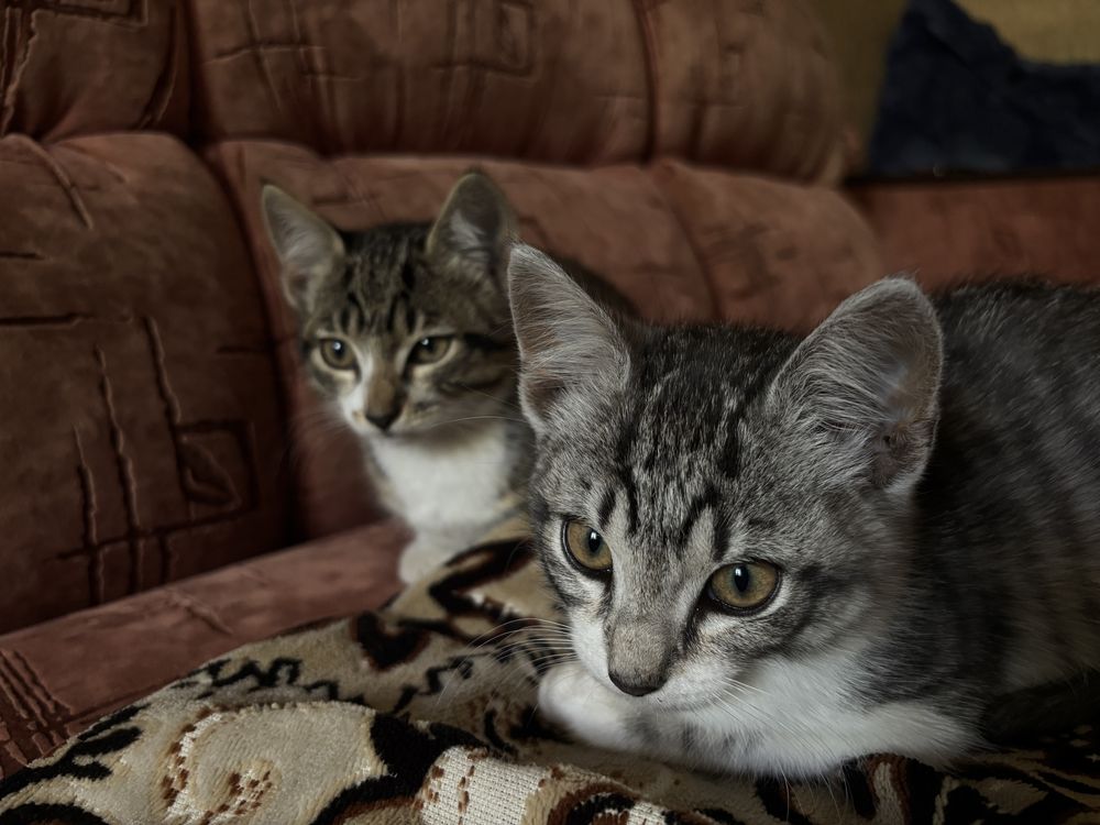 Котенята, дівчата 2 місяці